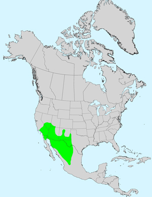 North American species range map for Baileya multiradiata: Click image for full size map